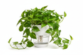 Self-Watering Pothos