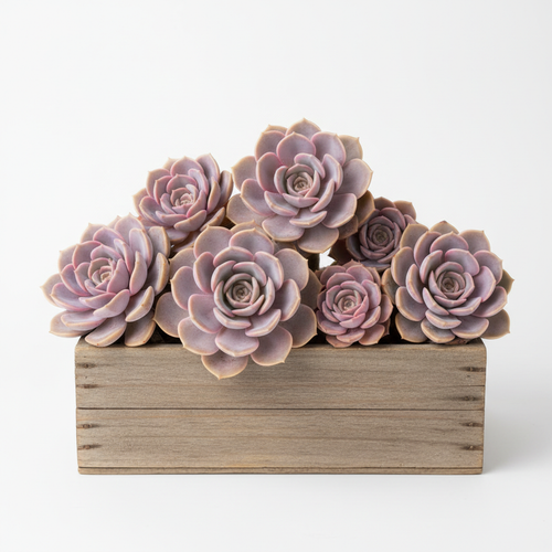 succulents box Echeveria Lola Succulent Rosette Succulents For Sale