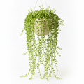 Succulents Box String of Pearls Hanging Succulent Plant