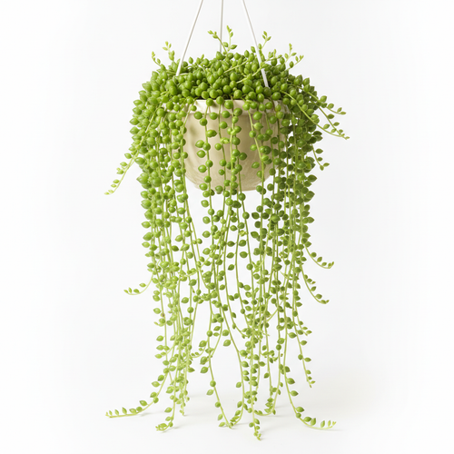Succulents Box String of Pearls Hanging Succulent Plant